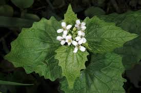 Image result for Alliaria petiolata