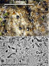 Attēlu rezultāti vaicājumam “Enteridium variabile”