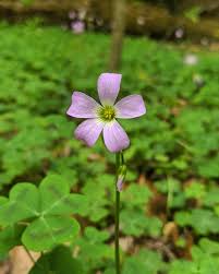 Attēlu rezultāti vaicājumam “Oxalidaceae”