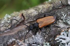 Attēlu rezultāti vaicājumam “Paracorymbia maculicornis imago”