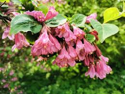 Attēlu rezultāti vaicājumam “Weigela praecox”