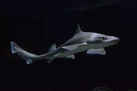 Image result for Mustelus asterias
