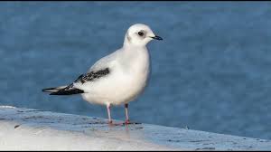 Image result for Rhodostethia rosea