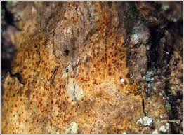 Attēlu rezultāti vaicājumam “Arthonia spadicea”