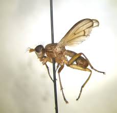 Attēlu rezultāti vaicājumam “Sciomyzidae”