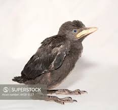 Attēlu rezultāti vaicājumam “Corvus monedula”