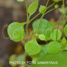 Attēlu rezultāti vaicājumam “Saxifraga cymbalaria fruit”