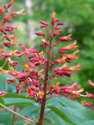 Attēlu rezultāti vaicājumam “Aesculus x hybrida flower”