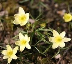 Attēlu rezultāti vaicājumam “Anemone x lipsiensis”