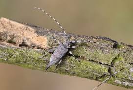 Attēlu rezultāti vaicājumam “Acanthocinus aedilis”