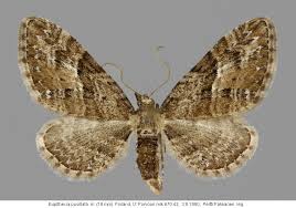 Attēlu rezultāti vaicājumam “Eupithecia pusillata”