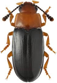 Attēlu rezultāti vaicājumam “Triplax aenea”