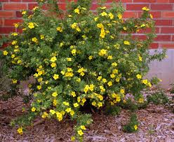 Attēlu rezultāti vaicājumam “Pentaphylloides fruticosa leaf”