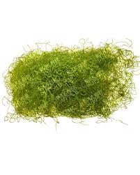 Attēlu rezultāti vaicājumam “Lycogala botrydium macro”