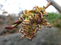 Attēlu rezultāti vaicājumam “Armeria vulgaris bud”