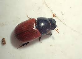 Attēlu rezultāti vaicājumam “Aphodius sp. imago”