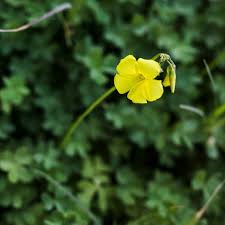 Attēlu rezultāti vaicājumam “Potentilla erecta bud”
