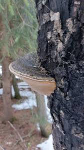 Attēlu rezultāti vaicājumam “Phellinus populicola”