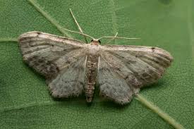 Attēlu rezultāti vaicājumam “Idaea dimidiata”