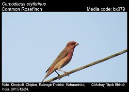 Attēlu rezultāti vaicājumam “Carpodacus erythrinus adult”