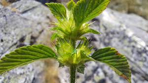 Attēlu rezultāti vaicājumam “Galeopsis bifida leaf”