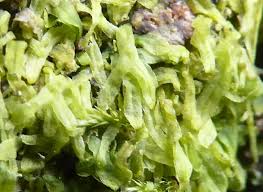 Attēlu rezultāti vaicājumam “Metzgeria furcata”