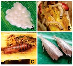 Attēlu rezultāti vaicājumam “Diacrisia sannio larva”