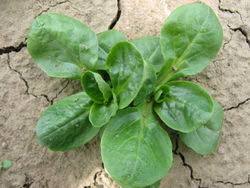 Image result for Feldsalat