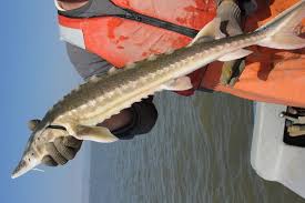 Image result for Acipenser medirostris