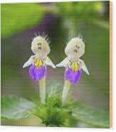 Attēlu rezultāti vaicājumam “Galeopsis speciosa”