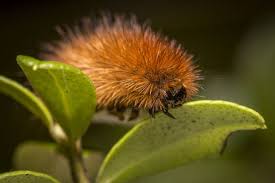 Attēlu rezultāti vaicājumam “Phragmatobia fuliginosa larva”