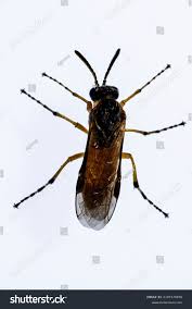 Attēlu rezultāti vaicājumam “Allantus cinctus”