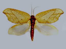 Attēlu rezultāti vaicājumam “Drepanepteryx phalaenoides”