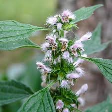 Attēlu rezultāti vaicājumam “Leonurus cardiaca”