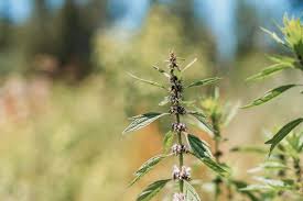 Image result for Leonurus cardiaca