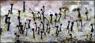 Attēlu rezultāti vaicājumam “Calicium viride”