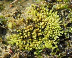 Attēlu rezultāti vaicājumam “Didymodon tophaceus sporophyte”