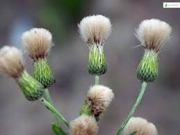 Attēlu rezultāti vaicājumam “Cirsium arvense flower”