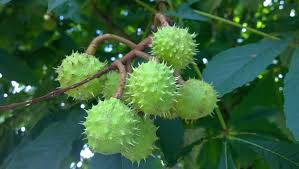 Attēlu rezultāti vaicājumam “Castanea sativa  leaf”