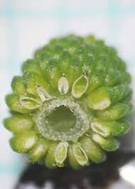 Attēlu rezultāti vaicājumam “Ranunculus sceleratus fruit”