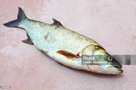 Image result for Aspius aspius