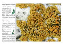 Attēlu rezultāti vaicājumam “Caloplaca scopularis”