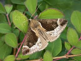 Attēlu rezultāti vaicājumam “Hypena crassalis”