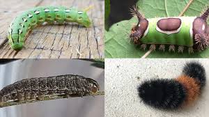 Attēlu rezultāti vaicājumam “Psychidae”