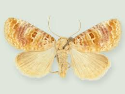 Attēlu rezultāti vaicājumam “Tritomegas bicolor imago”