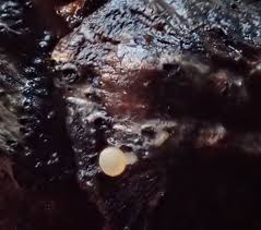 Attēlu rezultāti vaicājumam “Hymenoscyphus sp.”