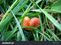 Attēlu rezultāti vaicājumam “Cimbex luteus”