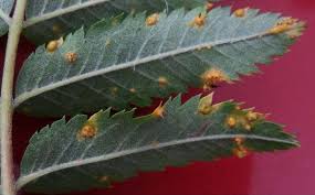 Attēlu rezultāti vaicājumam “Gymnosporangium cornutum”