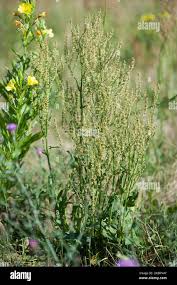 Attēlu rezultāti vaicājumam “Rumex thyrsiflorus”