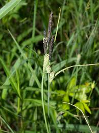 Attēlu rezultāti vaicājumam “Carex nigra”